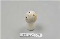 藏品(草鵐卵)的圖片